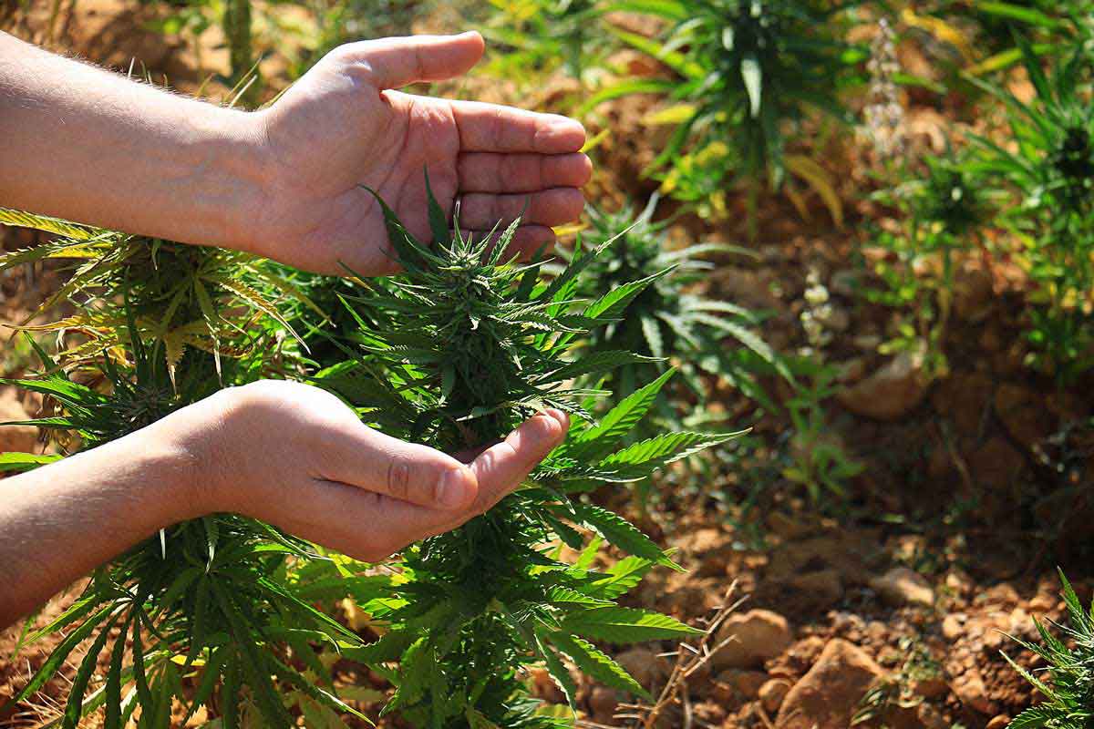 Common Growing Marijuana Mistakes to Avoid