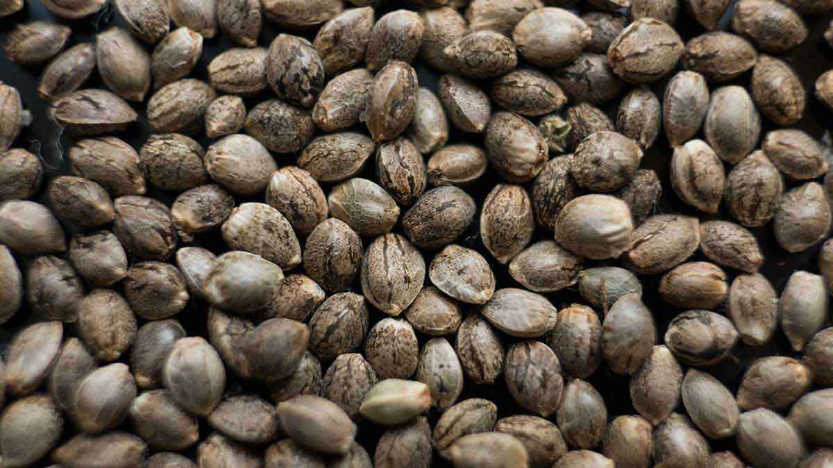 How to tell if your Cannabis Seeds are Healthy
