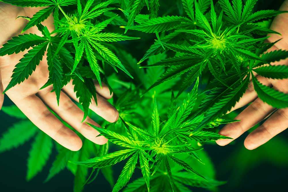 Best Marijuana Plants