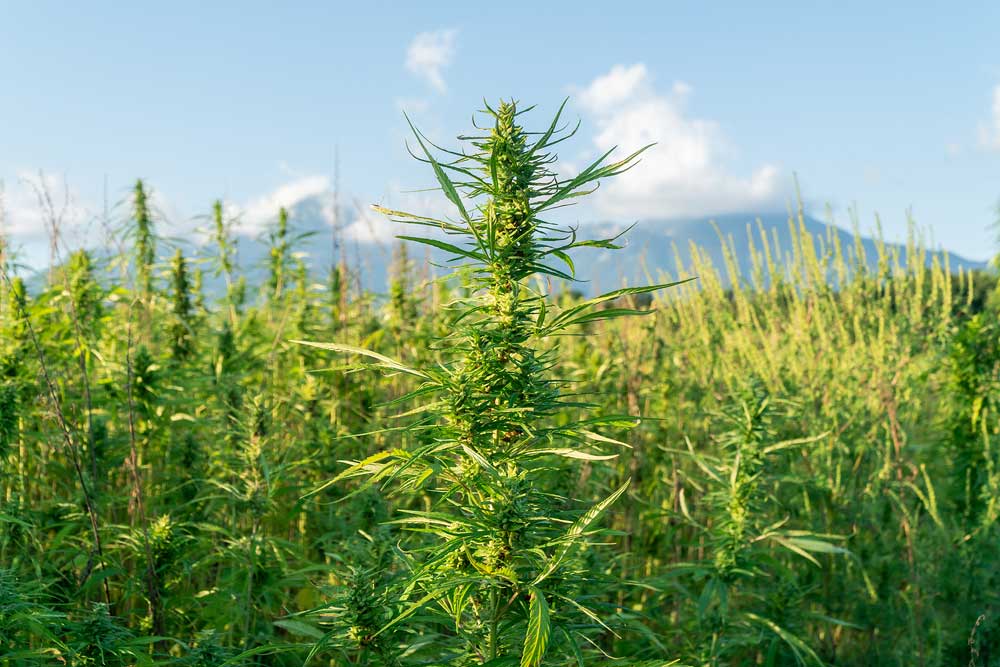 Height of Marijuana Plants