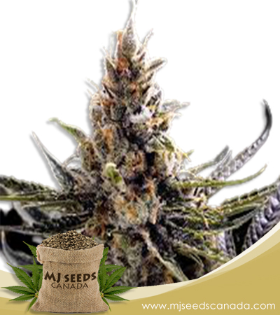 24K Gold Strain Regular Marijuana Seeds