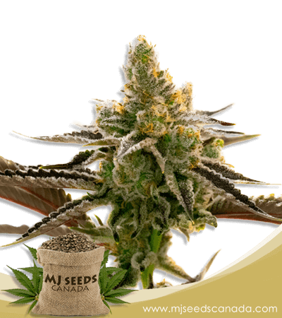 24k Gold Strain Feminized Marijuana Seeds