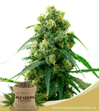 3 Kings Strain Feminized Marijuana Seeds 3 Kings Strain Feminized Marijuana Seeds