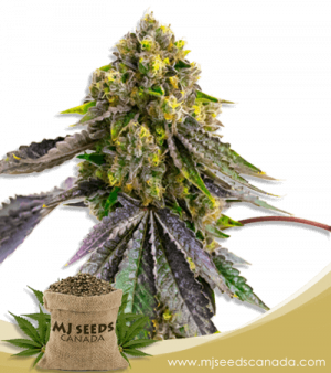 Afghan Strain Autoflowering Marijuana Seeds