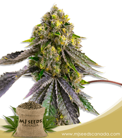 Afghan Strain Autoflowering Marijuana Seeds