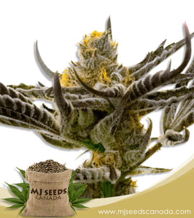 Afghan Kush Feminized Marijuana Seeds