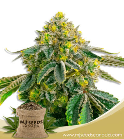 Afghan Strain Feminized Marijuana Seeds