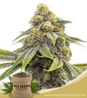 Alien OG Strain Feminized Marijuana Seeds