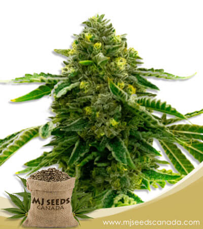 Alien Technology Strain Feminized Marijuana Seeds