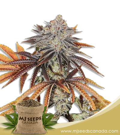 Alien Technology Strain Regular Marijuana Seeds