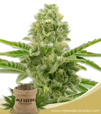 American Haze / California Haze Feminized Marijuana Seeds