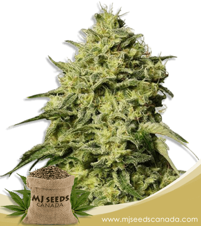 Amnesia Strain Autoflowering Marijuana Seeds