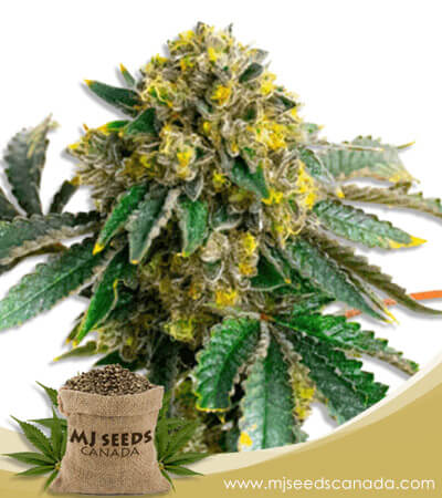 Amnesia Haze Feminized Marijuana Seeds