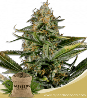 Amnesia Kush Autoflowering Marijuana Seeds