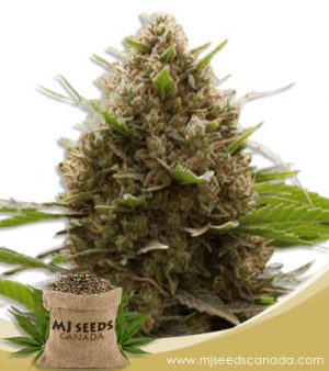 Amnesia Kush Feminized Marijuana Seeds