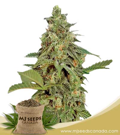 Amnesia Lemon Strain Regular Marijuana Seeds