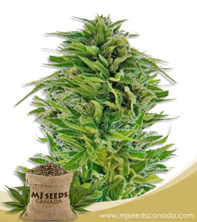 Amnesia Lemon Strain Feminized Cannabis Seeds