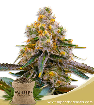 Amnesia Purple Strain Feminized Marijuana Seeds