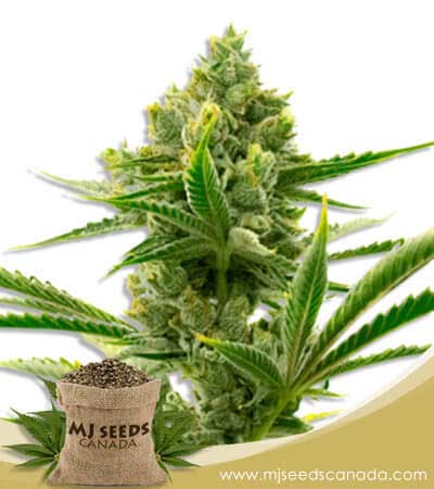 Badazz Cheese Strain Feminized Marijuana Seeds