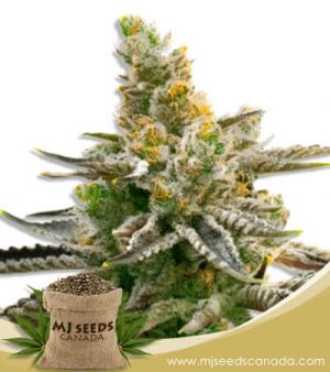 Badazz Rolex Strain Feminized Marijuana Seeds