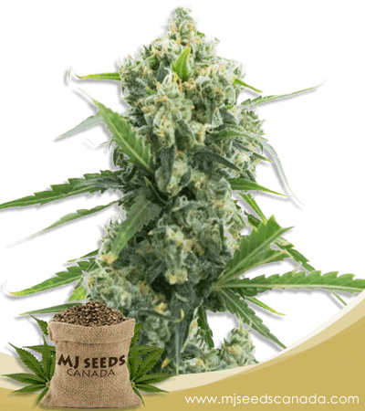 Banana Kush Autoflowering Marijuana Seeds