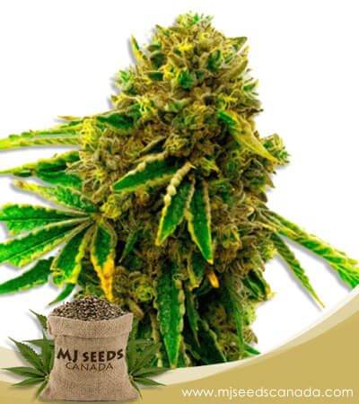 Banana Kush Feminized Marijuana Seeds