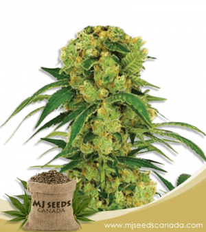 Big Bud Strain Feminized Fast Version Marijuana Seeds