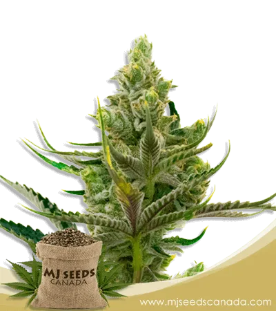 Black Widow Strain Feminized Marijuana Seeds Black Widow Strain Feminized Marijuana Seeds