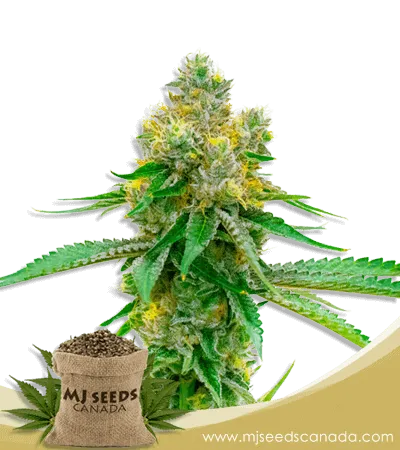 Blackberry Kush Feminized Marijuana Seeds Blackberry Kush Feminized Marijuana Seeds