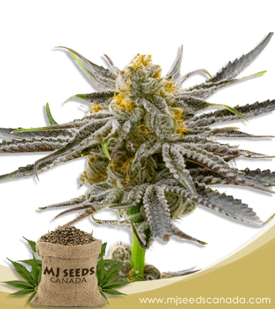 Blood Diamond OG Strain Feminized Marijuana Seeds