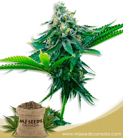 Blue Amnesia Strain Autoflowering Marijuana Seeds