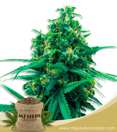 Blue Cheese Strain Autoflowering Marijuana Seeds