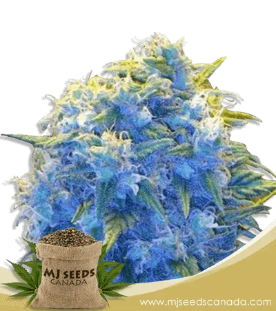 Blue Haze Feminized Marijuana Seeds Blue Haze Feminized Marijuana Seeds