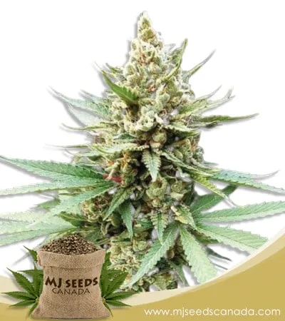 Blue OG Strain Feminized Marijuana Seeds Blue OG Strain Feminized Marijuana Seeds