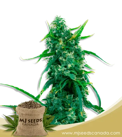 Blue Widow Strain Feminized Marijuana Seeds Blue Widow Strain Feminized Marijuana Seeds