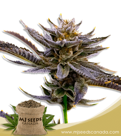 Blueberry Strain Autoflowering Marijuana Seeds