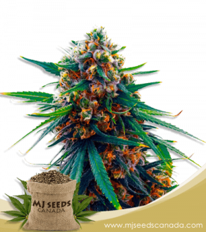 Blueberry Strain Feminized Marijuana Seeds