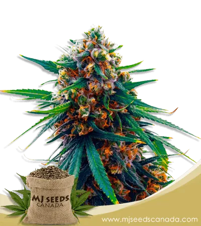 Blueberry Strain Feminized Marijuana Seeds Blueberry Strain Feminized Marijuana Seeds