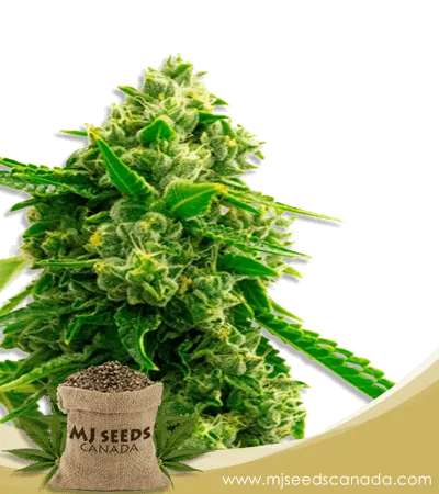 Bruce Banner 2.0 Strain Feminized Marijuana Seeds Bruce Banner 2.0 Strain Feminized Marijuana Seeds