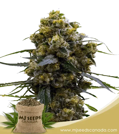 Bruce Banner Strain Feminized Marijuana Seeds