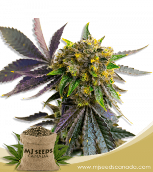 Bubba Kush Autoflower Marijuana Seeds