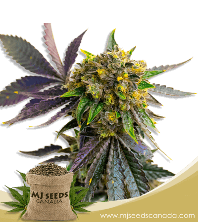Bubba Kush Autoflower Marijuana Seeds