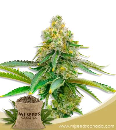Bubblegum Haze Feminized Marijuana Seeds Bubblegum Haze Feminized Marijuana Seeds