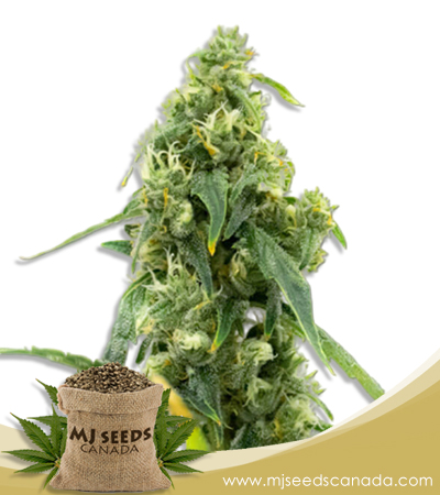 CBD Black Diesel Strain Marijuana Seeds