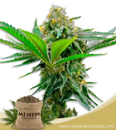 Cheese Strain CBD Marijuana Seeds