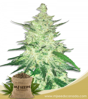 Diesel Strain CBD Marijuana Seeds