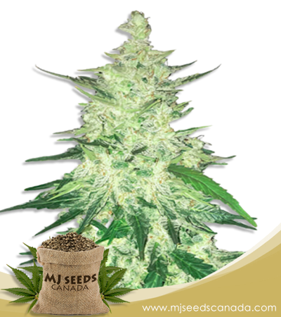 Diesel Strain CBD Marijuana Seeds