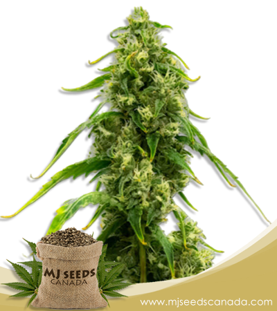 CBD Harlequin Kimbo Kush Fast Version Marijuana Seeds