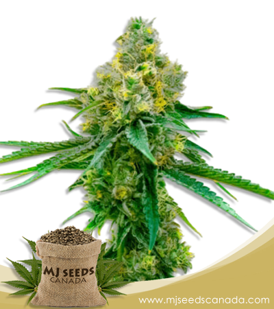 Auto CBD Harlequin Strain Marijuana Seeds