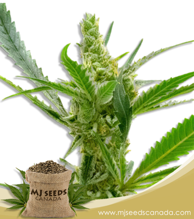 Kush (1:1) CBD Marijuana Seeds